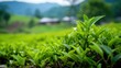 Green tea field in Assam India.