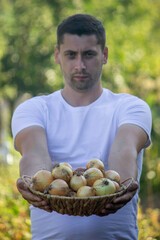 Wall Mural - A man farmer holds a harvest of onions in his hands. Selective focus.