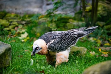 Canvas Print - Closeup of a Bearded man (Gypaetus barbatus) on the grass against blurred background