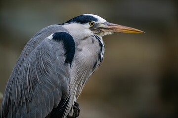 Canvas Print - Closeup of a gray heron (Ardea cinerea) against blurred background