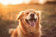 Smiling Labrador dog outdoor. Generative AI