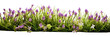 Fresh Green Grass With Small Flowers Purple On Transparent Background