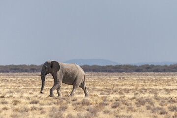 Telephoto shot of one African Elephant -Loxodonta Africana- running across the plains of Etosha National Park, Namibia.