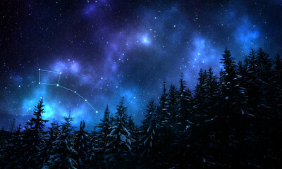 Wall Mural - Little Bear (Ursa Minor) constellation in starry sky over conifer forest at night, low angle view