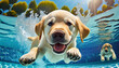 underwater funny photo of golden labrador retriever puppy in swimming pool play with fun jumping diving deep down actions training games with family pets and popular dog breeds on summer vacation