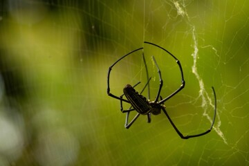 Macro of a Gasteracantha spider on its web