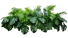 Green Leaves Of Tropical Plants Bush (Monstera, Palm, Fern, Rubber Plant, Pine, Birds Nest Fern) Floral Arrangement Isolated On Transparent Background . PNG, Cutout, Or Clipping Path.	