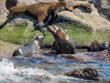 California Sea lion colony relaxing on the rocks