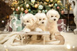 dog and christmas tree christmas tree and decorations interior room house celebration New Year's desktop wallpaper