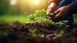 Farmer planting seedling in fertile soil with sunlight. Gardening and agriculture concept