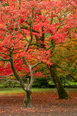 two red maple trees in the autumn colors