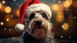 Perro navidad gorro - Mascota navideña, papa noel - Celebración perro animal compañía schnauzer