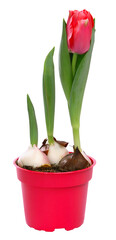 Wall Mural - tulipes rouges en pot
