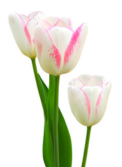 Wall Mural - tulipes blanche et rose sur fond blanc