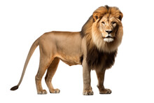 A Lion Isolated On A Transparent Background.
