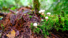White Mushrooms In The Moss In The Forest. On A Bright Green Moss Background
