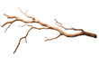 © tong2530 - Dry tree branch isolated on transparent background.