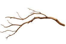 Dry Tree Branch Isolated On Transparent Background.