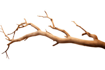 Wall Mural - dry tree branch isolated on transparent background.