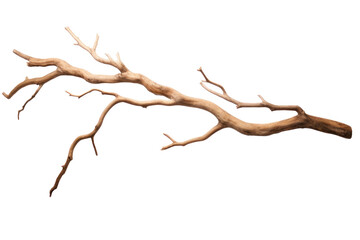 dry tree branch isolated on transparent background.
