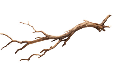 Wall Mural - dry tree branch isolated on transparent background.