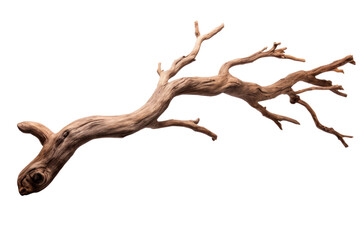Wall Mural - dry tree branch isolated on transparent background.