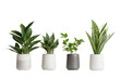 Indoor house plants in ceramic pots isolated on a transparent background.