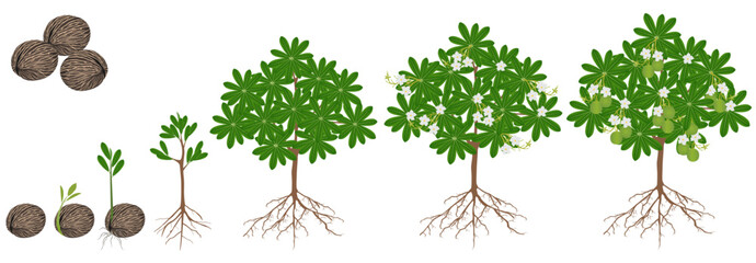 Poster - Cycle of growth of othalanga Cerbera odollam tree on a white background.