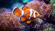 Colorful anemonefish or clownfish dancing with tentacled anemones in coral reef aquarium.