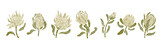 Fototapeta  - Set of protea flowers and buds. Vector graphics.