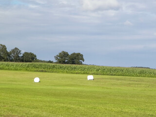 Harvest bales on a green field. End of the summer.