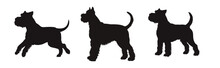 Set Of  Schnauzer Silhouette, Dog Silhouette - Vector Illustration
