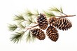 illustration of a pine branch with three pine cones on a white background