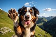 Hello Goodbye Appenzeller Mountain Dog: High Five, Handshake and Friendly Love