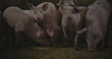 Pigs At Livestock Farm Group Of Piglets Swine Pigs On Livestock Farm Pig Farming