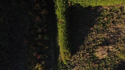 Canvas Print - Aerial view of forest with dense trees