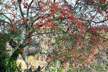 Pyracantha (Fire Thorn) Berries. Rosaceae Evergreen Shrub. White Flowers Bloom In Early Summer And The Berries Ripen Red From Fall To Winter.
