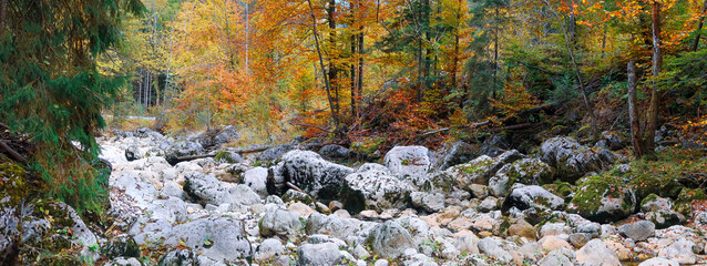 Wall Mural - Panoramic view of scenic autumn landscape in Austrian Alps with colorful foliage along the creek.