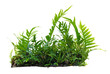 Tropical plant fern bush shrub tree isolated on white background with clipping path.