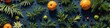 © La_Valentina - Abstract banner oranges and pine branches on dark background