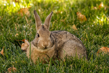 Cottontail rabbit in yard; Laramie, Wyoming