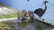 Closeup Shot Of Two Kangaroos Drinking Water In Seeteufel Zoo