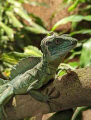 Canvas Print - Vertical shot of a plumed basilisk on a branch