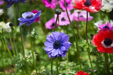 Poster - Closeup shot of blooming bright colorful anemone flowers on a field