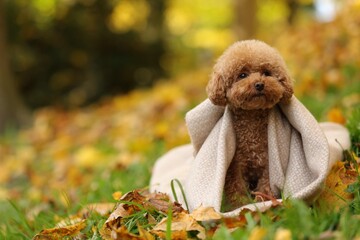  Cute Maltipoo dog wrapped in blanket in autumn park, space for text