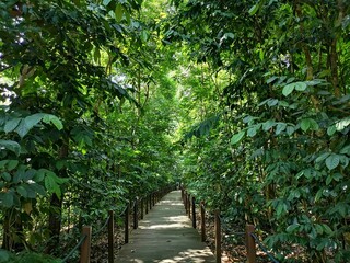 a path between trees and bushes near a fence with metal bars