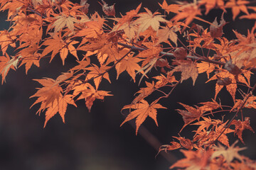 Wall Mural - orange maple leaves, beautiful autumn background.