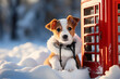 puppy playing in snow. Sunny day, beautiful forest, Jack Russell Terrier. Pet in nature. Christmas, New Year season