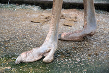 The Foot And Claw Of An African Ostrich