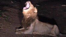 POV: Late Night And Wild Lion Blocks The Road; Yawns Say He's Too Tired To Move